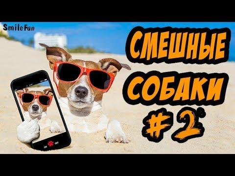 Смешные Собаки ДО СЛЁЗ Приколы С Собаками 2018 Озвучка Животных от SmileFun