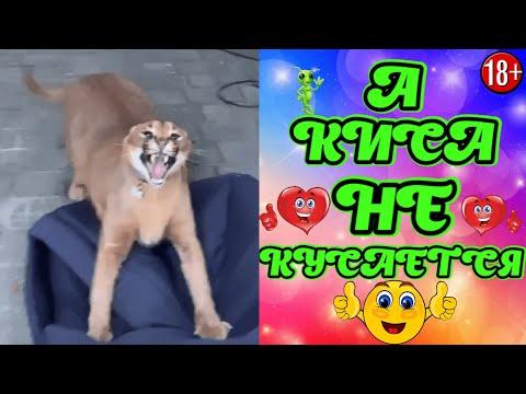 ЛУЧШИЕ ПРИКОЛЫ ИЮЛЬ 2021 | 15 МИНУТ СМЕХА ДО СЛЁЗ | угар | tik tok video | тик ток  #179