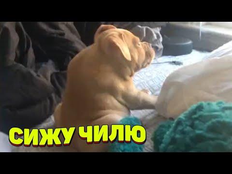 ЗАСМЕЯЛСЯ - ПОДПИСАЛСЯ!! ЛУЧШИЕ ПРИКОЛЫ 2021ТЕСТ НА ПСИХИКУ УГАР! #316