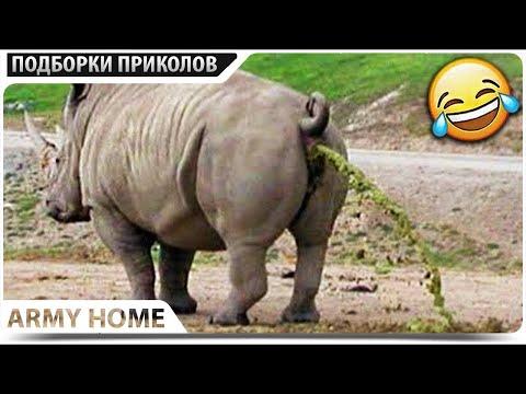 20 МИНУТ СМЕХА ДО СЛЕЗ | ПРИКОЛЫ 2020 Ноябрь #83 ржака угар - ПРИКОЛЮХА