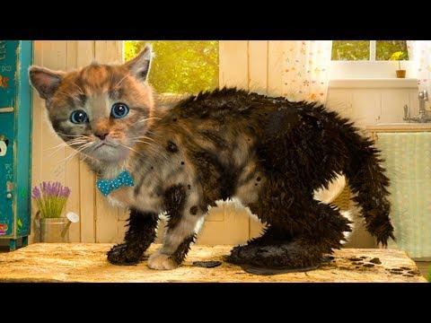 ПРИКЛЮЧЕНИЕ МАЛЕНЬКОГО КОТЕНКА мультфильм про котят мультик для детей и малышей #КИД #ПУРУМЧАТА