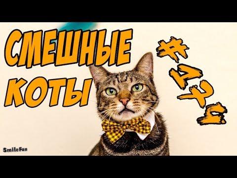 Я РЖАЛ ПОЛ ЧАСА  - СМЕШНЫЕ КОТЫ ДО СЛЁЗ 2018  - ПРИКОЛЫ С КОТАМИ 2018