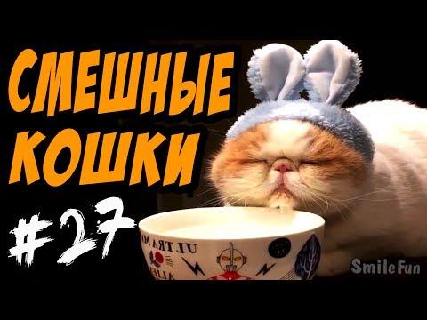 Смешные Кошки ДО СЛЁЗ 2017 Приколы с Котами