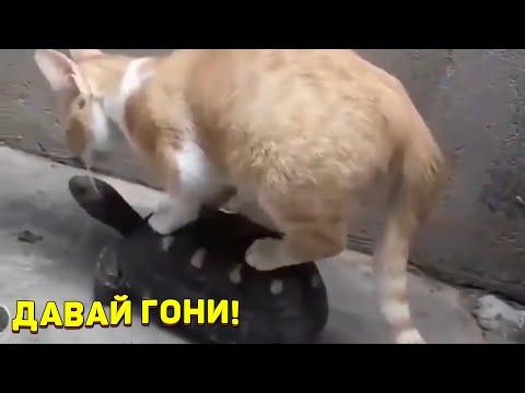 ЗАСМЕЯЛСЯ - ПОДПИСАЛСЯ!! ЛУЧШИЕ ПРИКОЛЫ 2020 ТЕСТ НА ПСИХИКУ УГАР! #270