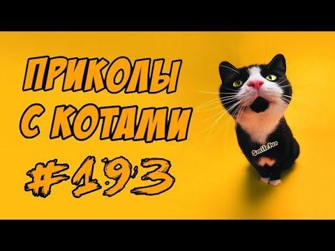 Приколы с Котами ДО СЛЁЗ Смешные коты 2018 Смешные кошки