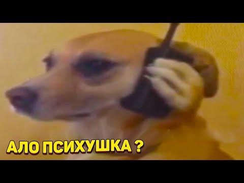 ЗАСМЕЯЛСЯ - ПОДПИСАЛСЯ!! ЛУЧШИЕ ПРИКОЛЫ 2020 ТЕСТ НА ПСИХИКУ УГАР! #203