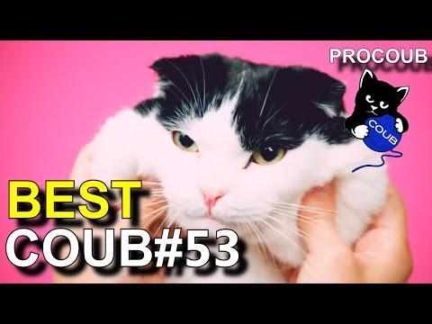 Лучшие приколы COUB #53 - BEST COUB апрель 2017