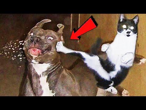 СМЕШНЫЕ ЖИВОТНЫЕ 2020 / ПРИКОЛЫ КОТЫ СОБАКИ, ЛУЧШИЕ ПРИКОЛЫ с Кошками и Собаками Funny Cats