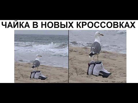 Лютые приколы. Чайка в новых кроссовках!!