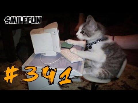 КОТЫ 2020 Смешные Кошки и Коты Приколы С Кошками Funny Cats