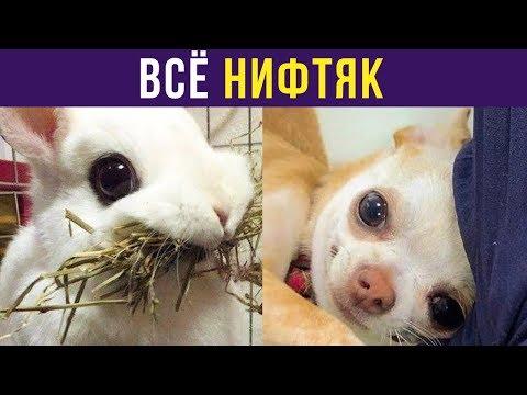 Приколы. ВСЁ НИФТЯК | Мемозг #207