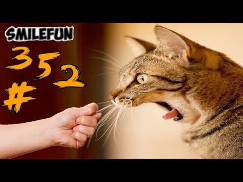 КОШКИ 2020 ПРИКОЛЫ С КОШКАМИ 2020 Смешные Коты и Кошки Funny Cats