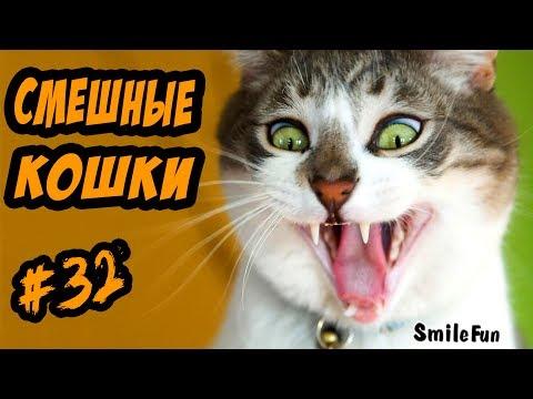 Коты Приколы ДО СЛЁЗ Смешные Кошки c Котами 2017