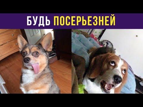 Приколы с животными. Будь посерьезней | Мемозг #47