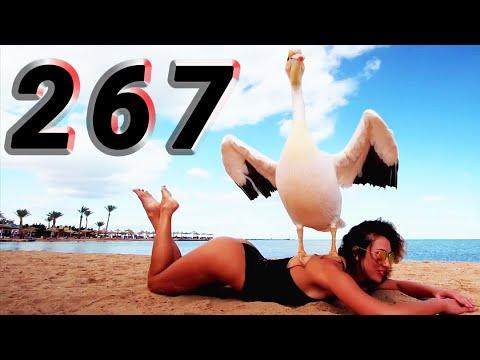 COUB #267 | Best Cube | Best Coub | Приколы Март 2020 | Февраль | Best Fails | Funny | Extra Coub