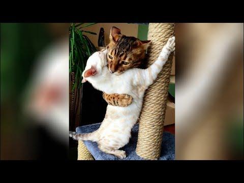 СМЕШНЫЕ МОМЕНТЫ С КОТАМИ ПРИКОЛЫ С СОБАКАМИ Funny Animals