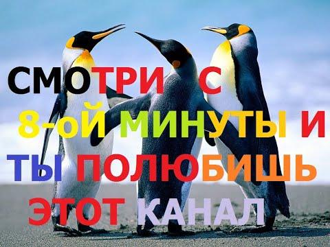 Подборка. Приколы. Лучшее канала Продуманный пингвин.