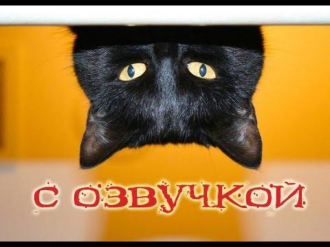 Приколы с котами – Смешная озвучка животных – Кто такой ЧеШаУх – Про котов до слёз!