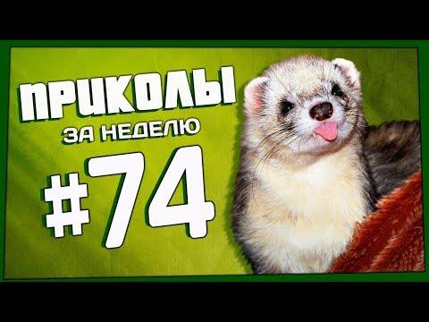 Приколы за неделю #74 | ПОТРАЧЕНО