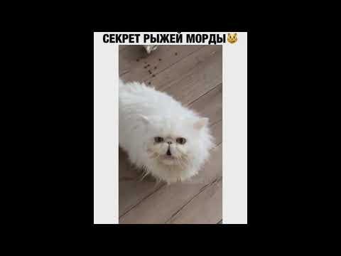 Лучшие приколы #12 2021 |подборка лучших роликов из инстаграма | tiktok