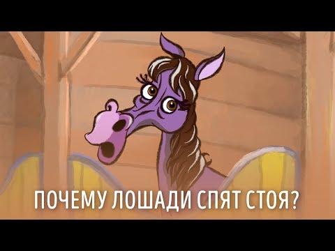 ПочеМуха - Почему лошади спят стоя? - мультик для детей