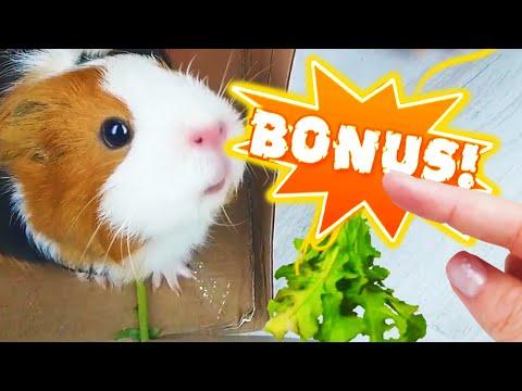 3 СМЕШНЫХ ПРАНКА над Толстыми Свинками! Приколы с животными ! Лучшие ИДЕИ для РОЗЫГРЫША