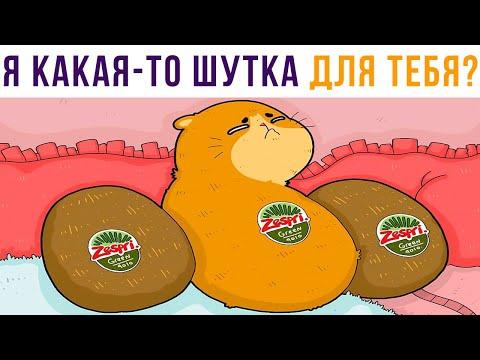 СКОЛЬКО КИВИ НА ПРЕВЬЮ?))) Приколы с котами | Мемозг 699
