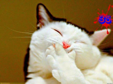 ПРИКОЛЫ С КОТАМИ | ЛУЧШИЕ ПРИКОЛЫ С КОШКАМИ