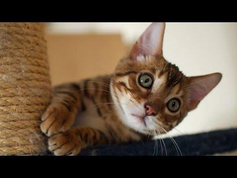 СМЕШНЫЕ МОМЕНТЫ С КОТАМИ ПРИКОЛЫ С СОБАКАМИ И ДРУГИМИ ЖИВОТНЫМИ