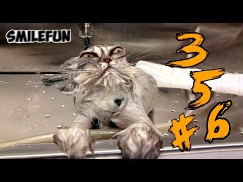 КОШКИ 2020 ПРИКОЛЫ С КОШКАМИ 2020 Смешные Кошки и Коты Funny Cats