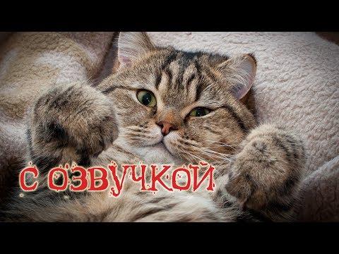 Приколы с котами и смешная озвучка животных – А ТЫ попробуй НЕ засмеяться! УГАР от PSO