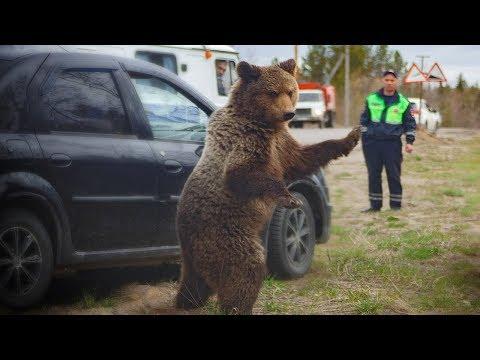 ЛУЧШИЕ АВТО ПРИКОЛЫ #291