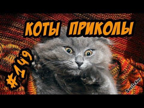 Приколы С  Котами ТОПОВАЯ ПОДБОРКА 2018 Смешные Коты и Кошки