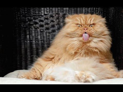 ПОПРОБУЙ НЕ ЗАСМЕЯТЬСЯ - Смешные Приколы с Животными до слез, смешные коты, Cute Cats #116
