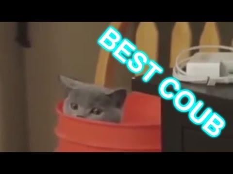 BEST COUB  СВЕЖАК  лучшие приколы 2017