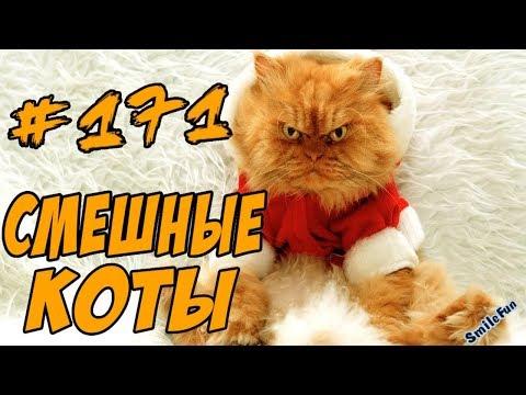 Я РЖАЛ ПОЛ ЧАСА - СМЕШНЫЕ КОТЫ ДО СЛЁЗ 2018 - ПРИКОЛЫ С КОТАМИ И КОШКАМИ