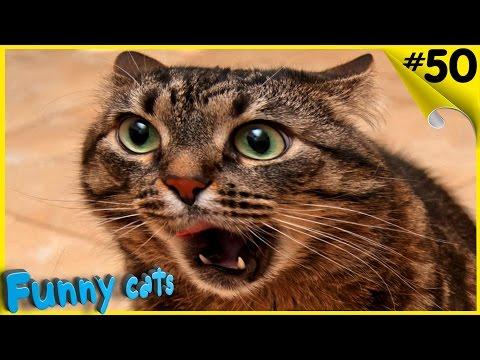 Смешные коты и кошки 2017 Приколы с котами и кошками