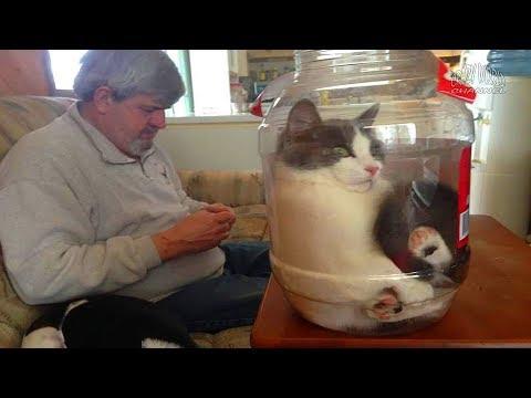 СМЕШНЫЕ КОТЫ И КОШКИ 2018 ПРИКОЛЫ С КОТАМИ И ДРУГИМИ ЖИВОТНЫМИ 2018 ПРИКОЛЫ ПРО КОШЕК #84