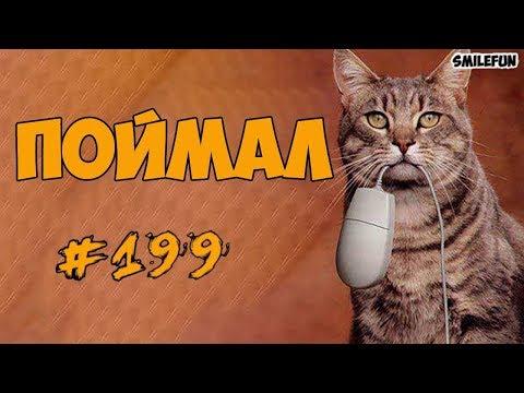 Приколы с Котами  - Смешные коты и кошки 2018 - Funny Cats