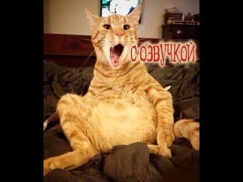Приколы 2018 – Смешная озвучка котов – Кошки, угар и Domi Show