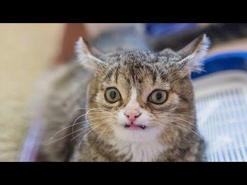 СМЕШНЫЕ КОТЫ 2018 