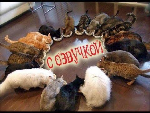 Приколы с котами и смешная озвучка животных – Кошки Магия и Коты от PSO