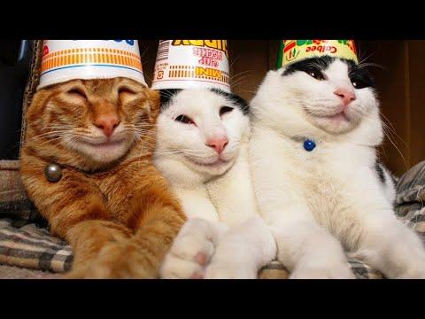 ПРИКОЛЫ С ЖИВОТНЫМИ ДО СЛЕЗ / Смешные КОТЫ 2021 / Приколы с КОТАМИ / Funny ANIMALS video #38
