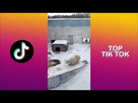 Топ приколов с животными 20 МИНУТ СМЕХА/СМЕШНЫЕ ЖИВОТНЫЕ 2021 СМЕШНЫЕ КОТЫ СОБАКИ/ подборка #9