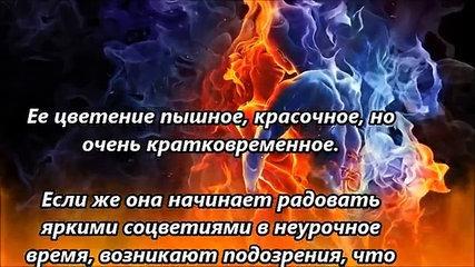 ТАК ВОТ ПОЧЕМУ НЕЛЬЗЯ ПРИНОСИТЬ СИРЕНЬ В ДОМ...! #TheRelizzz