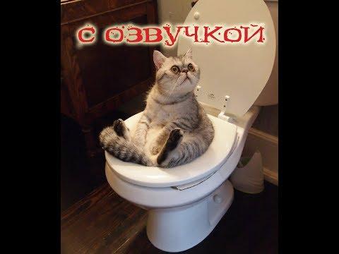 ПРИКОЛЫ С КОТАМИ С ОЗВУЧКОЙ на русском – Озвучка животных от PSO