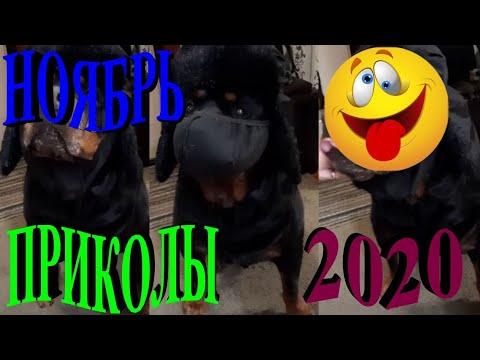 ПРИКОЛЫ 2020 САМЫЕ НОВЫЕ!!!!СМОТРЕТЬ ПРИКОЛЫ 2020!!!#28