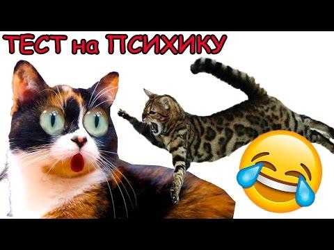 Постарайся не смеяться Тест на психику Приколы смейся Челлендж на 1 апреля Try not to laugh Fun Cats