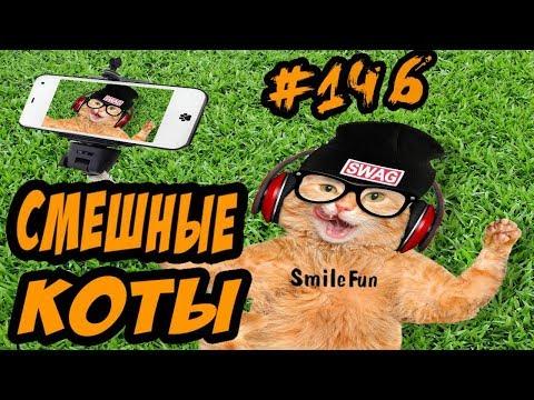Приколы с котами – озвучка животных – Смешные коты и кошки от SmileFun - Funny Cats