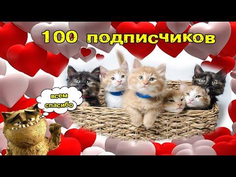 КОШКИ 2021 Смешные Кошки Приколы Кошками и котами